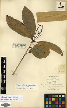 Type specimen at Edinburgh (E). Kerr, Arthur: 2502. Barcode: E00386690.