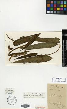 Type specimen at Edinburgh (E). Cavalerie, Pierre: 2053. Barcode: E00386693.