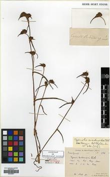 Type specimen at Edinburgh (E). Bodinier, Emile: 1724. Barcode: E00386697.