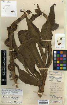 Type specimen at Edinburgh (E). Cavalerie, Pierre: 2565. Barcode: E00386700.