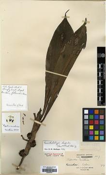 Type specimen at Edinburgh (E). Cavalerie, Pierre: 3517. Barcode: E00386702.