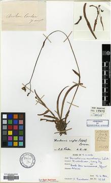 Type specimen at Edinburgh (E). Cavalerie, Pierre: 1328. Barcode: E00386707.