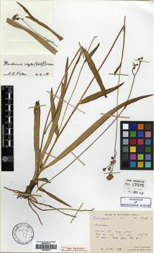 Type specimen at Edinburgh (E). Bodinier, Emile: 2413. Barcode: E00386708.