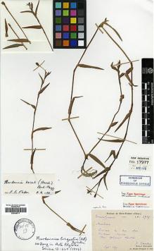 Type specimen at Edinburgh (E). Bodinier, Emile; Cavalerie, Pierre: 2735. Barcode: E00386711.