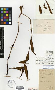 Type specimen at Edinburgh (E). Cavalerie, Pierre: 1070. Barcode: E00386714.