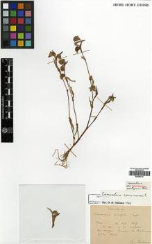 Type specimen at Edinburgh (E). Bodinier, Emile: . Barcode: E00386716.