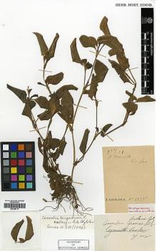 Type specimen at Edinburgh (E). Cavalerie, Pierre: 1937. Barcode: E00386719.