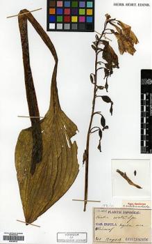 Type specimen at Edinburgh (E). Faurie, Urbain: 348. Barcode: E00386722.