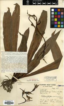Type specimen at Edinburgh (E). Forrest, George: 16925. Barcode: E00386728.