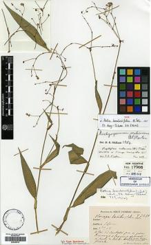 Type specimen at Edinburgh (E). Cavalerie, Pierre: 3471. Barcode: E00386732.