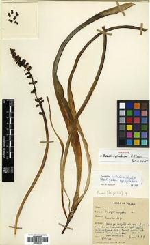 Type specimen at Edinburgh (E). Davis, Peter: 1380 K. Barcode: E00386742.
