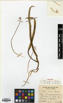 Type specimen at Edinburgh (E). : 4015. Barcode: E00386743.