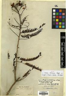 Type specimen at Edinburgh (E). Sellow, Friedrich: . Barcode: E00386750.
