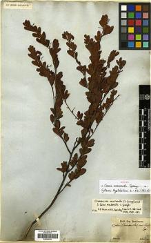 Type specimen at Edinburgh (E). Sellow, Friedrich: . Barcode: E00386755.