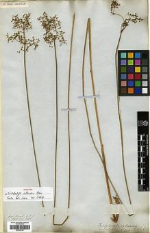 Type specimen at Edinburgh (E). Wallich, Nathaniel: 3526. Barcode: E00386780.