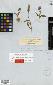 Type specimen at Edinburgh (E). Chesney, Francis: 11. Barcode: E00386797.