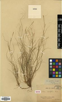 Type specimen at Edinburgh (E). Farges, Paul: . Barcode: E00386816.