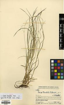 Type specimen at Edinburgh (E). Handel-Mazzetti, Heinrich: 8972. Barcode: E00386828.