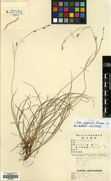 Type specimen at Edinburgh (E). Chu, K.: 3435. Barcode: E00386842.