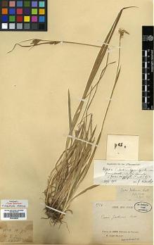 Type specimen at Edinburgh (E). Delavay, Pierre: 2524. Barcode: E00386845.