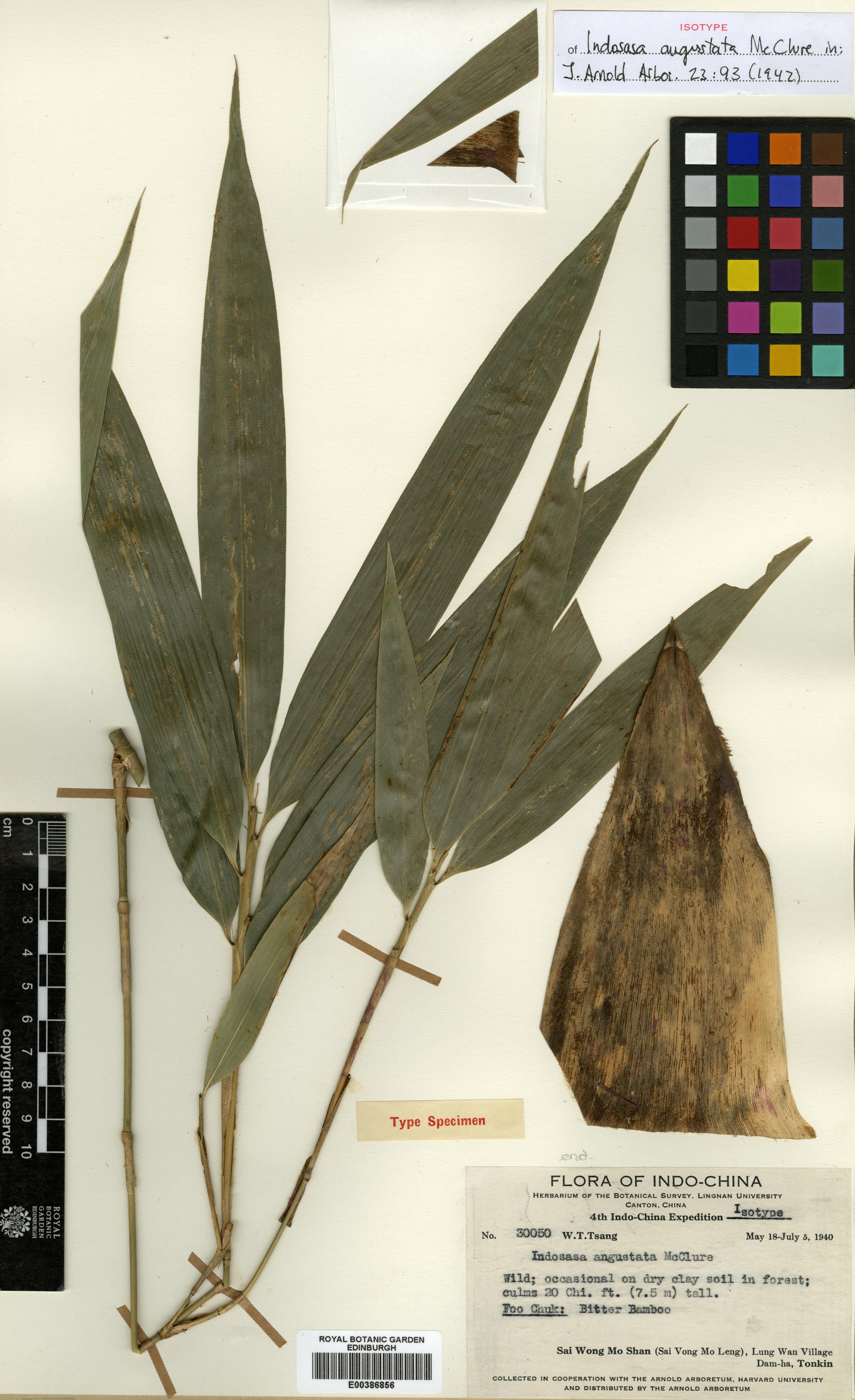 Indosasa angustata — ảnh 2