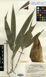 Indosasa angustata — ảnh 3