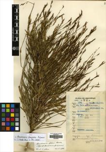 Type specimen at Edinburgh (E). Fang, W.: 3002. Barcode: E00386860.