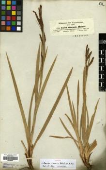 Type specimen at Edinburgh (E). Schimper, Georg: 1180. Barcode: E00386862.