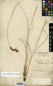 Type specimen at Edinburgh (E). Schimper, Georg: 1556. Barcode: E00386865.