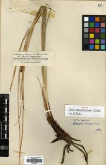 Type specimen at Edinburgh (E). Schimper, Georg: 687. Barcode: E00386869.