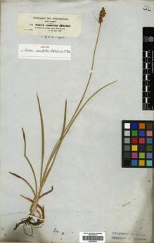 Type specimen at Edinburgh (E). Schimper, Georg: 576. Barcode: E00386870.