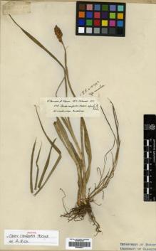 Type specimen at Edinburgh (E). Schimper, Georg: 576. Barcode: E00386871.