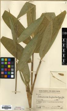 Type specimen at Edinburgh (E). Handel-Mazzetti, Heinrich: 12256. Barcode: E00386877.