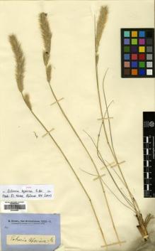 Type specimen at Edinburgh (E). Brown, Robert: 6246. Barcode: E00386887.