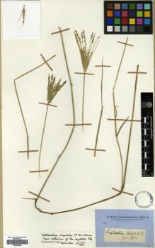 Type specimen at Edinburgh (E). Brown, Robert: . Barcode: E00386895.