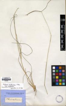 Type specimen at Edinburgh (E). Brown, Robert: 6242. Barcode: E00386904.