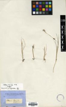 Type specimen at Edinburgh (E). Brown, Robert: . Barcode: E00386907.