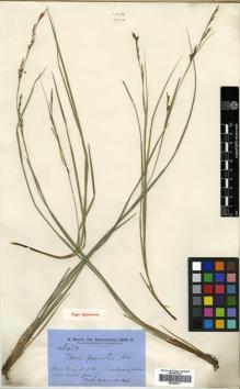 Type specimen at Edinburgh (E). Brown, Robert: 6080. Barcode: E00386911.