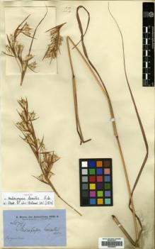 Type specimen at Edinburgh (E). Brown, Robert: 6174. Barcode: E00386953.