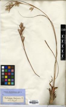 Type specimen at Edinburgh (E). Brown, Robert: . Barcode: E00386955.