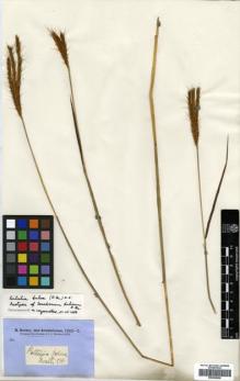 Type specimen at Edinburgh (E). Brown, Robert: 6186. Barcode: E00386959.