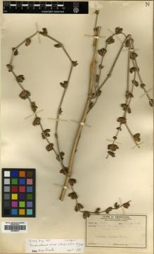Type specimen at Edinburgh (E). Tsiang, Ying: 1473. Barcode: E00386973.
