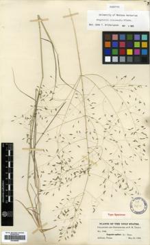 Type specimen at Edinburgh (E). Tracy, Samuel: 7928. Barcode: E00386994.