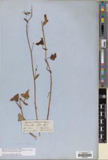 Type specimen at Edinburgh (E). Hooker, Joseph; Thomson, Thomas: . Barcode: E00387048.