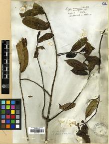 Type specimen at Edinburgh (E). Wallich, Nathaniel: 1464A. Barcode: E00387093.