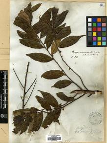 Type specimen at Edinburgh (E). Wallich, Nathaniel: 1464A. Barcode: E00387094.