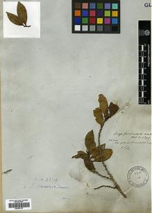 Type specimen at Edinburgh (E). Wallich, Nathaniel: 4399. Barcode: E00387101.