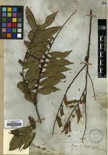 Type specimen at Edinburgh (E). Wallich, Nathaniel: 1463. Barcode: E00387102.