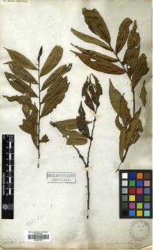 Type specimen at Edinburgh (E). Wallich, Nathaniel: 1463. Barcode: E00387103.