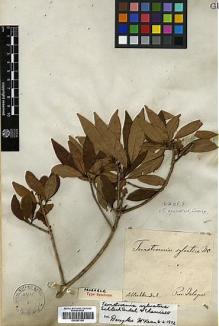 Type specimen at Edinburgh (E). Schlechtendal, D. F. L. V.: . Barcode: E00387109.